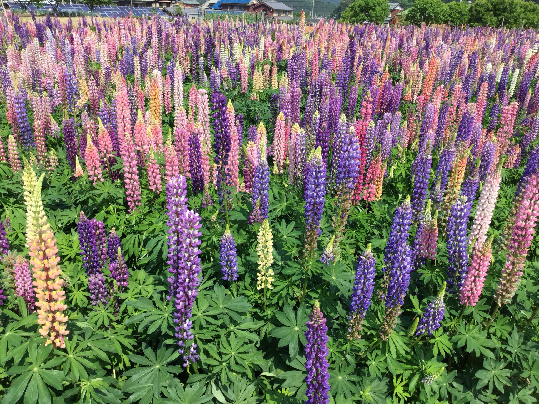 Rachel お茶畑の中にルピナスの花畑 イマハナ 花粉症から解放 T Co Kxpdel0pkp Twitter