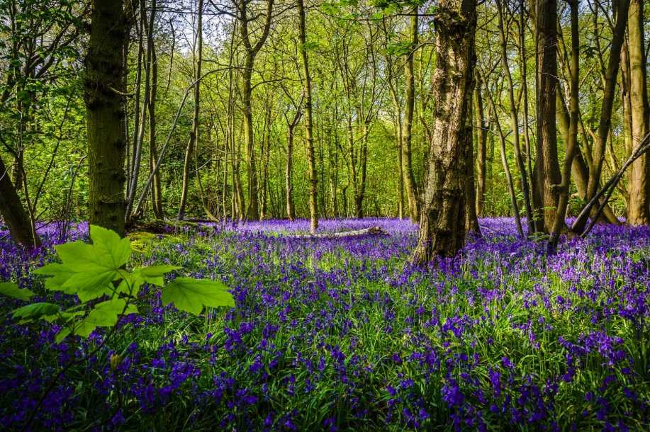 RobGMacfarlane's tweet image. Word of the day: “vernal” - spring-like; as “hibernal” means winter-like, “autumnal” means “autumn-like” and “estival” means “summer-like”.