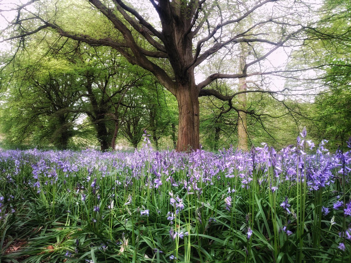 Nina_Alba_'s tweet photo. ๐ Beautiful Bluebells ๐
.
#springflowers #FirstOfMay #bluebells @kewgardens #nature #naturephotography #spring #gardens #aesthetics #magical #naturelovers #MayDay2018 #bluebellchallenge https://t.co/lEaAPC34U0
