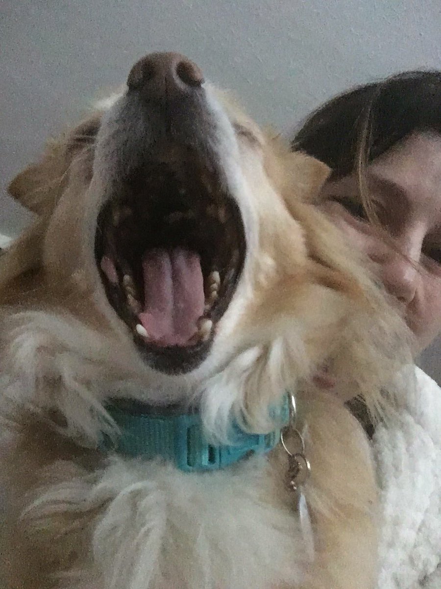 Cookiiedivine's tweet image. So bored with your photos lady #yaaawn #AdoptAShelterPet  
Erik came from a small rescue after his first owner had to go into a care home. He was scared and timid, he now has serious attitude and is the most loyal little dude