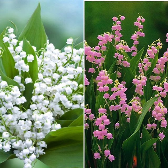 DoigtsFleuris's tweet photo. La légende grecque veut que le muguet fut créé par Apollon, dieu du mont Parnasse, pour en tapisser le sol, afin que ses neuf muses ne s'abîment pas les pieds. Les Romains célébraient au début du mois de mai les Florales, en l'honneur de Flora, la déesse… https://t.co/3GsputkhxR https://t.co/v5F7Zng7bK