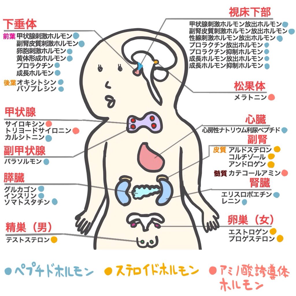 解剖 生理学 と は