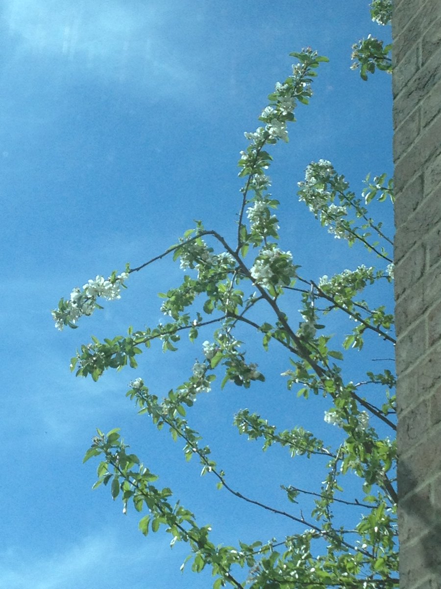 Our workers are busy uniting virtually so here’s a picture of some #Blossom on the new tree outside our #TemplemanLibrary office  #MayDay