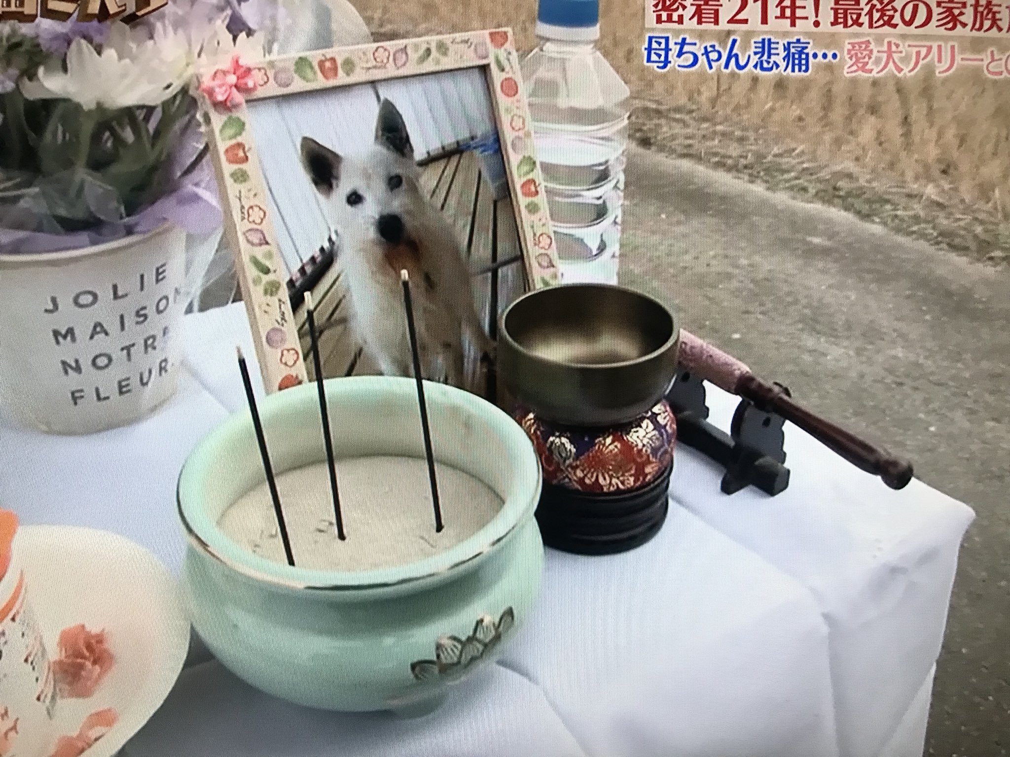 下町ジャックとランボルギーニ 大家族石田さんち 愛犬アリー16歳で大往生かな 泣ける R 大家族 石田さんチ T Co Rsleyjnfwq Twitter