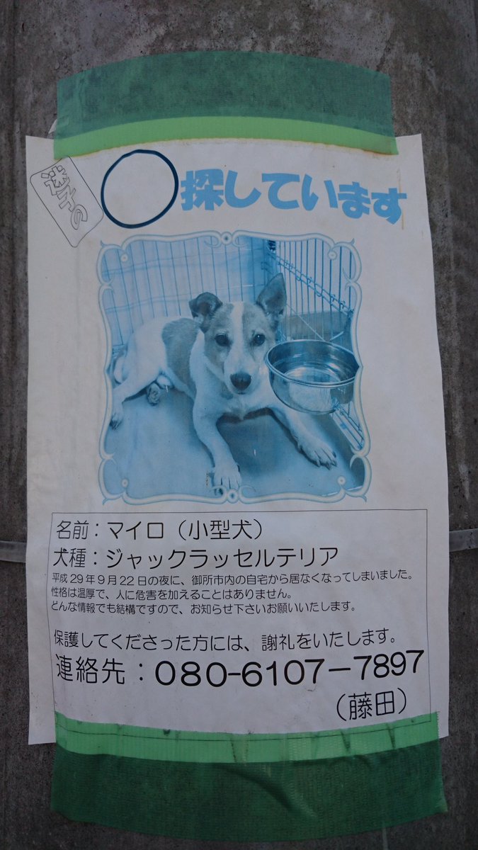 迷子犬マイロ ジャックラッセル 探し隊 Maigoin Mairo Twitter 迷子犬マイロ ジャックラッセル 探し隊 Maigoin Mairo Twitter