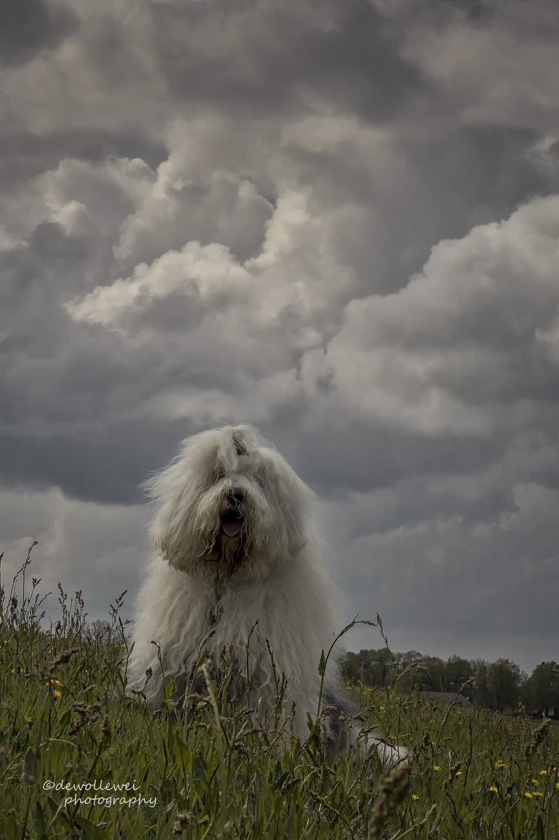 The Maestro
#oldenglishsheepdog 
#sweetexpressions