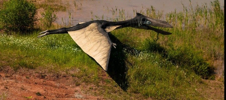 Agenzia_Italia's tweet photo. Il #pterodattilo più grande del mondo si chiama Dracula (ma assomiglia a una giraffa) https://t.co/EB50JhIYRK https://t.co/kCX26WtYq4
