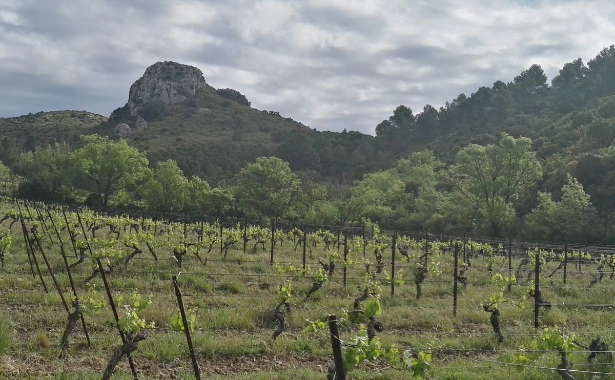 RafolsdelsCaus's tweet photo. La màgia del #calcari. Paisatges de #vinya que ens resulten inspiradors i familiars alhora #comacasa #Corbières
La magia de la #caliza. Paisajes de #viña que nos resultan inspiradores y familiares al mismo tiempo #comoencasa #Corbières https://t.co/M4CLdPE0Mf