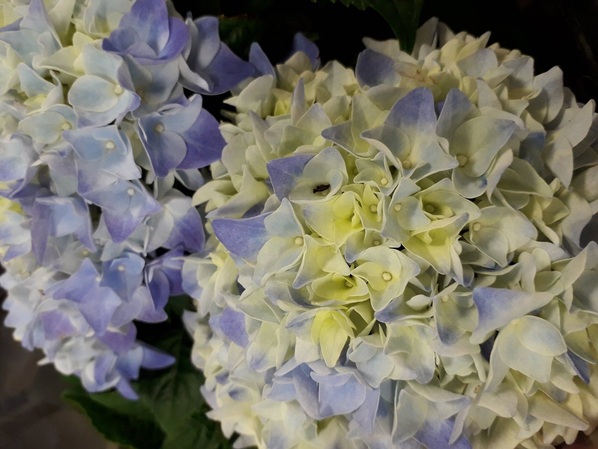 NumenMachine's tweet photo. Hydrangea are growing on me. 💕 Though, not literally.
.
.
#hydrangea #GardenersWorld #GardensHour #earthcapture #Flowers #rhs https://t.co/AsbLXnqQgD