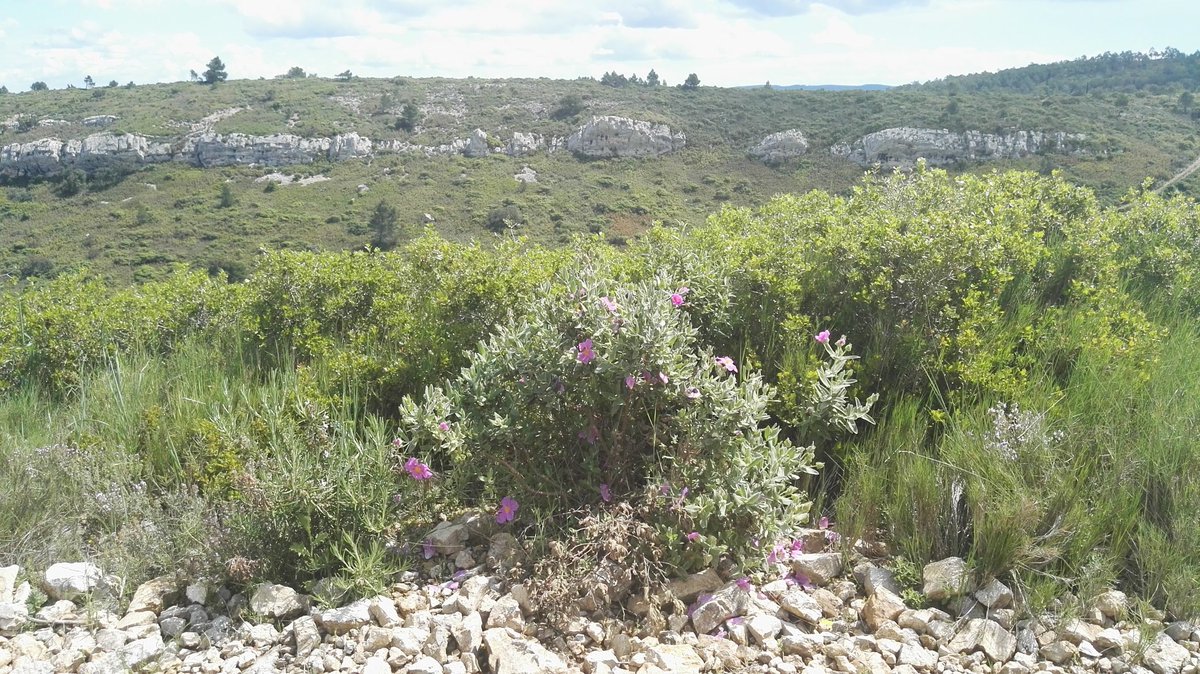 RafolsdelsCaus's tweet photo. La màgia del #calcari. Paisatges de #vinya que ens resulten inspiradors i familiars alhora #comacasa #Corbières
La magia de la #caliza. Paisajes de #viña que nos resultan inspiradores y familiares al mismo tiempo #comoencasa #Corbières https://t.co/M4CLdPE0Mf