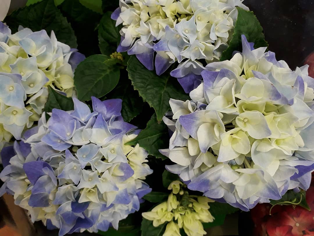 NumenMachine's tweet photo. Hydrangea are growing on me. 💕 Though, not literally.
.
.
#hydrangea #GardenersWorld #GardensHour #earthcapture #Flowers #rhs https://t.co/AsbLXnqQgD