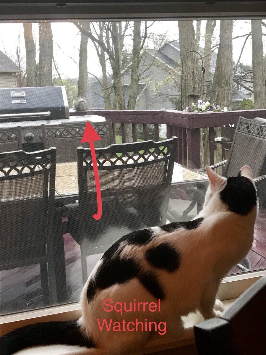 xPepper_The_Cat's tweet photo. https://t.co/LKJFU792ww