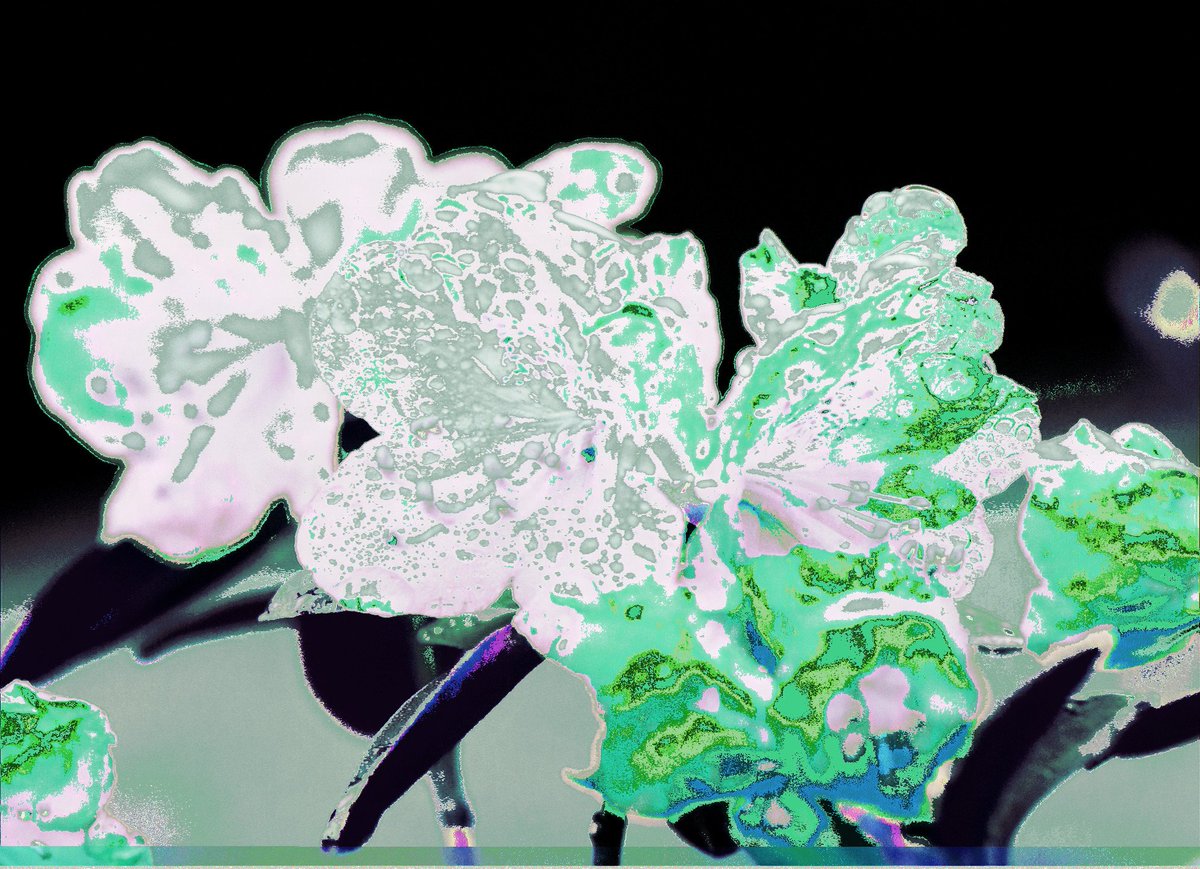DovZeller's tweet image. One more of the dewy azaleas. 

#botanical #glitchart