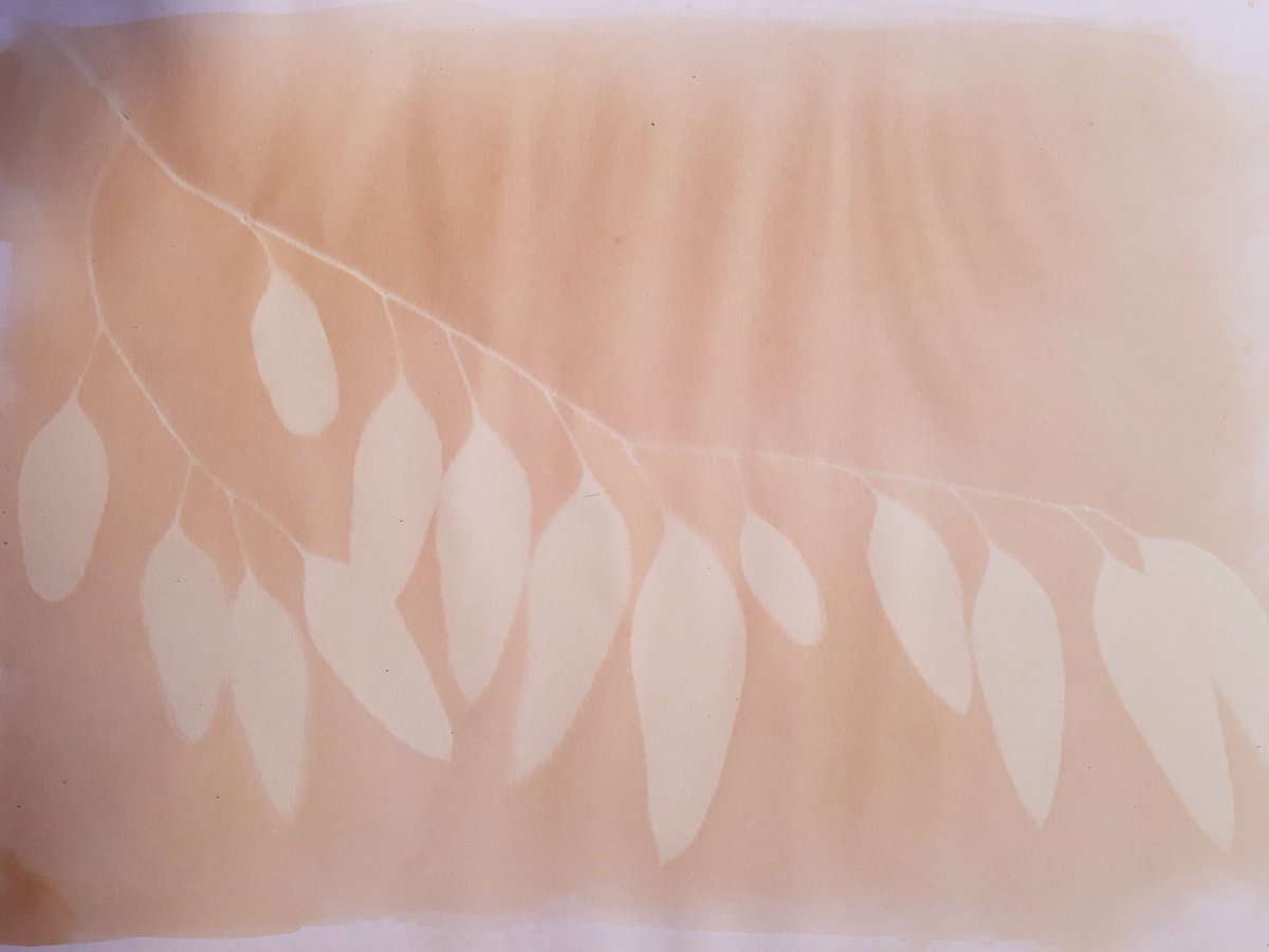 KellyTimandSam's tweet photo. Eucalyptus #anthotype darkens after exposure. Joseph Banks would be fascinated! @Gravityfields @Guildhall_Arts #Gravityfields2018 https://t.co/L4dsZem6lX