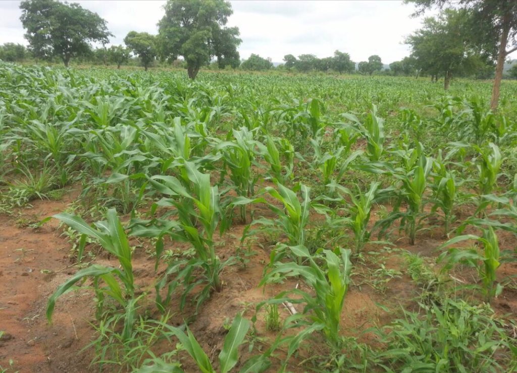 johndumelo's tweet photo. Last year my company did 34 acres  but this year we are doing over 1500 acres of maize. This will feed thousands of homes across the country and create over 150 direct and indirect jobs. I couldn’t have achieved this without hard working Ghanaians. #happymayday https://t.co/8R264n8H14