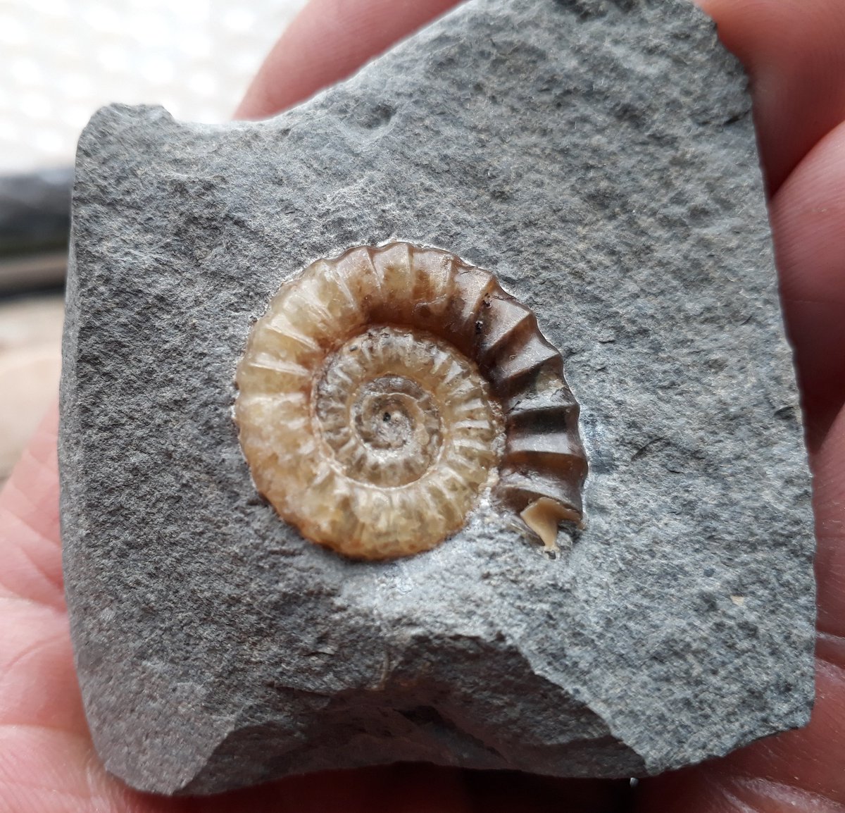 jurassicguides's tweet image. I currently have some available spaces on fossil walks this Sunday and Bank Holiday Monday!
Please visit jurassiccoastguides.co.uk to book your place... #professionalguide #mountainleader #jurassiccoast