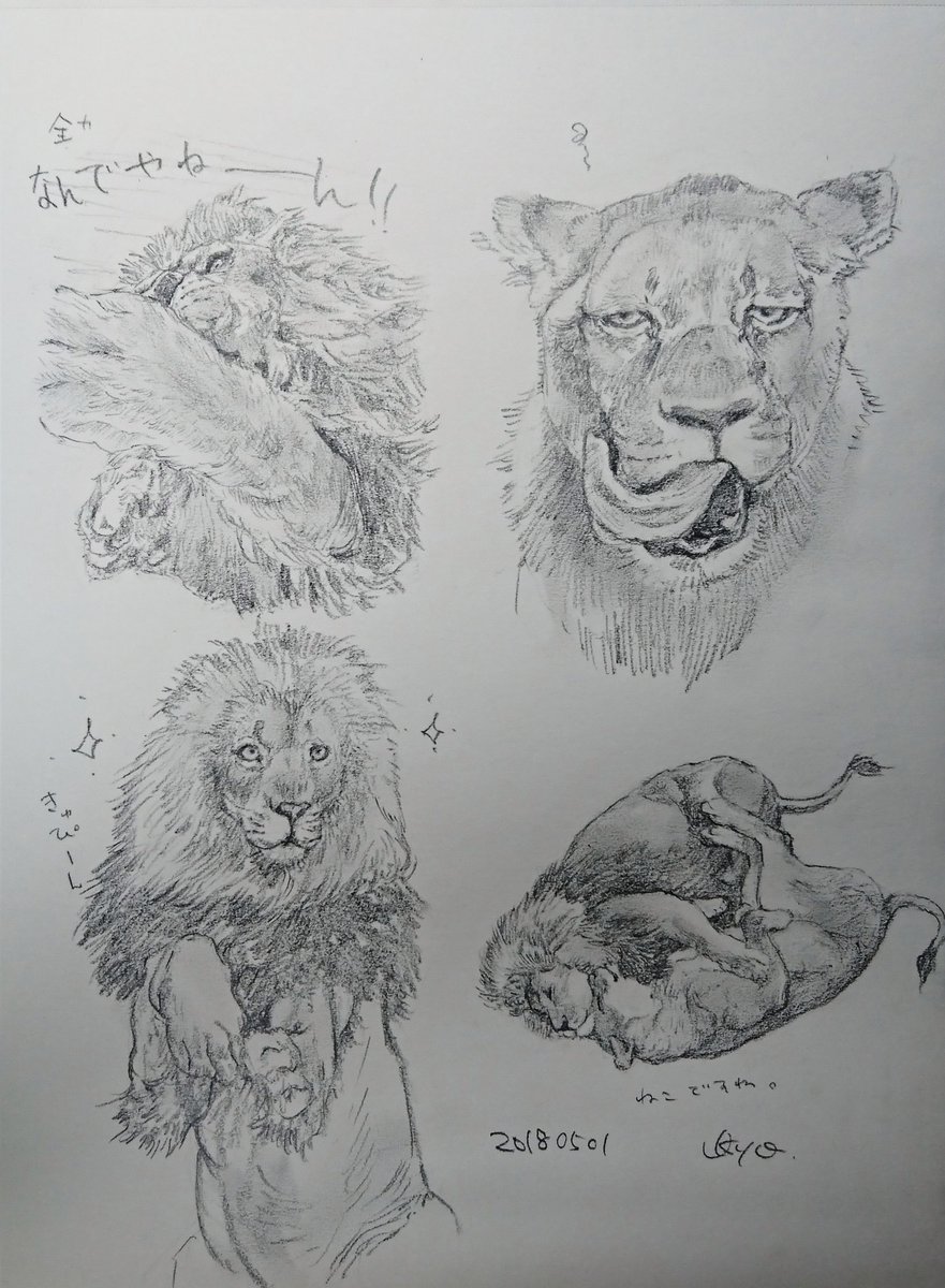 Kagetsu Ukyo 卯京 華月 今日の落書き ライオンづくし ボケるのも命懸けやね 落書き 鉛筆画 練習 素描 一日一絵 今日の落書き 絵描き 脊椎動物 哺乳類 ネコ科 ライオン Art 絵描きさんと繫がりたい 絵描きの輪 絵描き人 イラスト