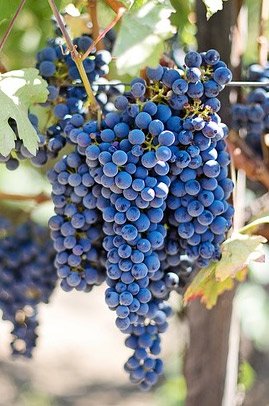 rathstiftung's tweet photo. #Traubenkern-
Flavonoide sind dank ihrer hohen
antioxidativen Kapazität hervorragende Radikalfänger #OPC TEL: 0031-4571 11 111
https://t.co/qfCwE9Hy6H https://t.co/roBqy6TWOf