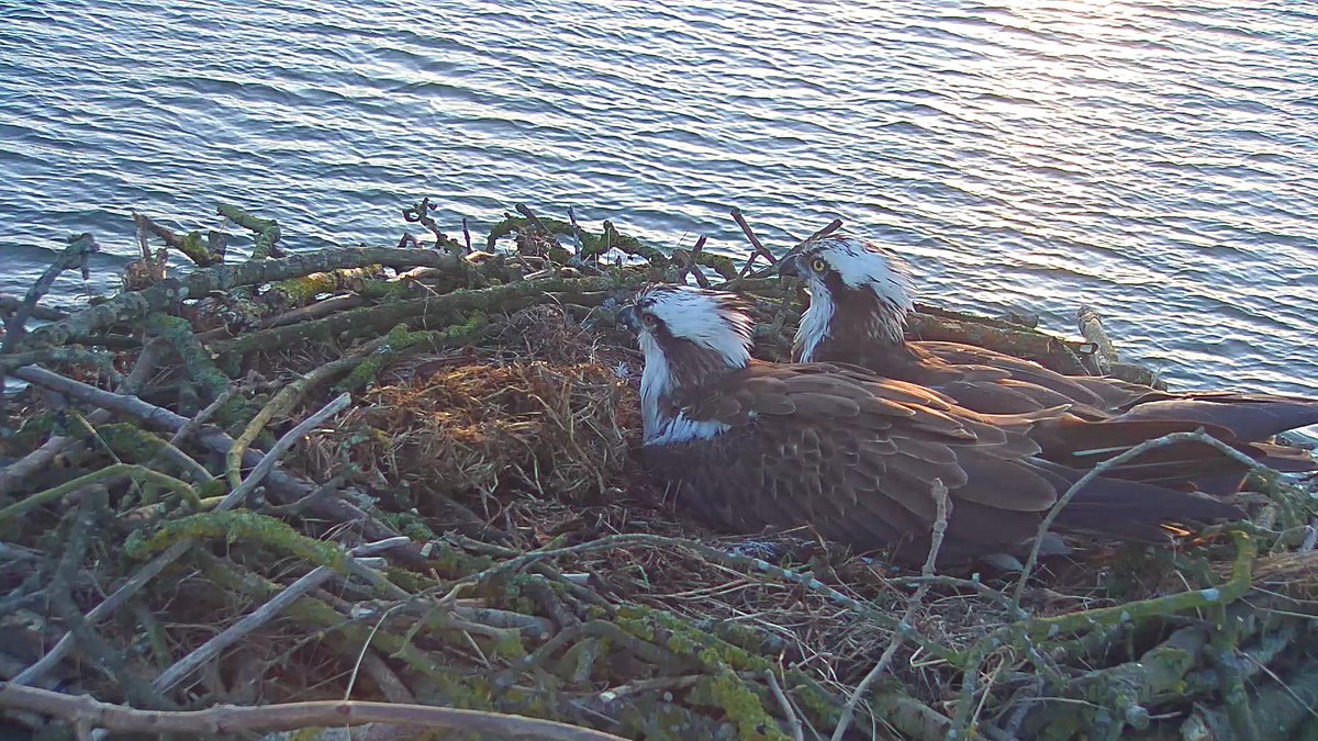 Rutland Ospreys (@rutlandospreys) on Twitter photo Its a beautiful morning down in Manton Bay both ospreys are sat on the nest enjoying a little bit of sunshine at last. What a great day to visit <a href="/RutlandWaterNR/">Rutland Water Nature Reserve</a> and the Rutland Osprey Project. ☀️ Its a beautiful morning down in Manton Bay both ospreys are sat on the nest enjoying a little bit of sunshine at last. What a great day to visit <a href="/RutlandWaterNR/">Rutland Water Nature Reserve</a> and the Rutland Osprey Project. ☀️