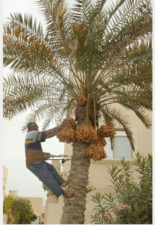 ...... تحية إكبار وإجلال لكل عاملٍ في بلدي الحبيب البحـــــرين، وفي كل العالم
... جعلكم الله ذخراً وسنداً لهذا الوطن الغالي.
ابعد الله عنا وعنكم كل سوءٍ ومكروه
گواكم الله، وساعدكم في يومكم المبارك بإذن الله