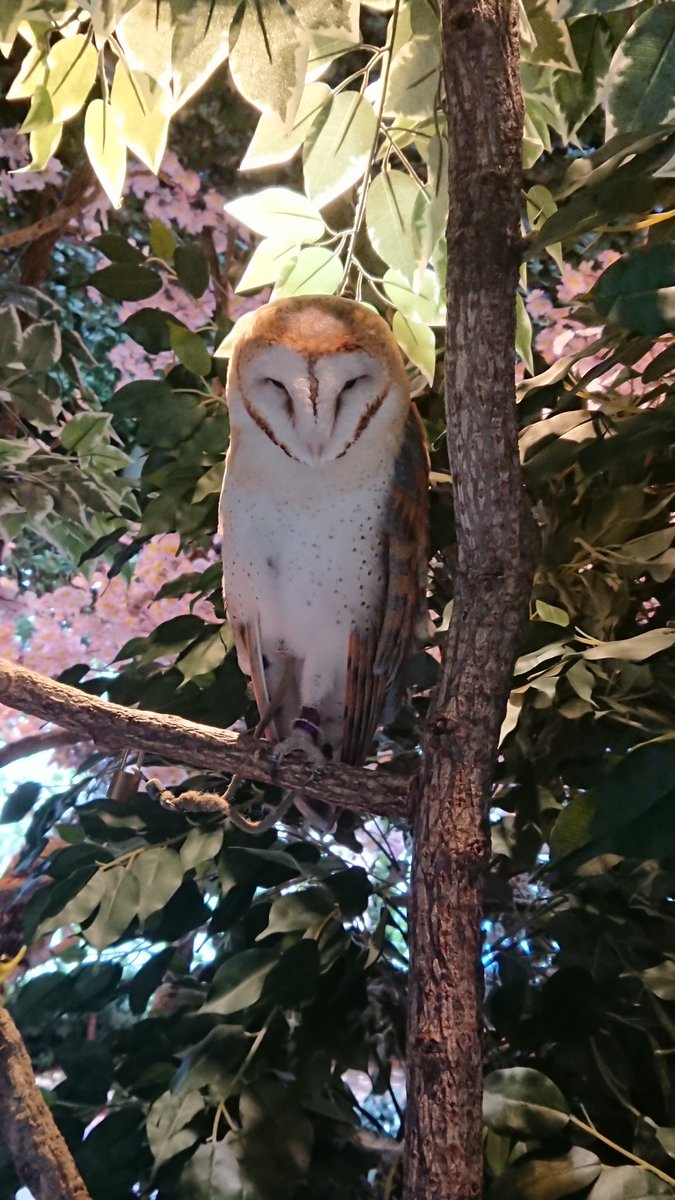 まくら 卒論調査ついでに鎌倉観光 フクロウの森すごく良い ˊ ˋ 1枚目の子に既視感を感じたのはあれだ パイッサ