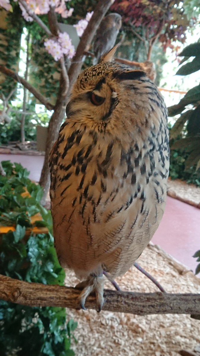 まくら 卒論調査ついでに鎌倉観光 フクロウの森すごく良い ˊ ˋ 1枚目の子に既視感を感じたのはあれだ パイッサ