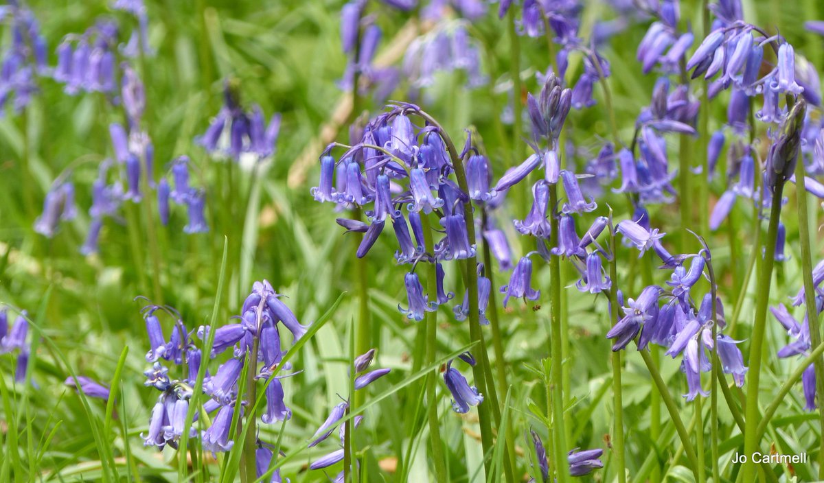 NearbyWild's tweet photo. We are midway between the Spring equinox and Summer solstice which is known as Beltane in the Gaelic seasonal calender.

Wishing you all a beautiful Beltane as Spring unfurls into Summer! x https://t.co/TTktmTfGJq