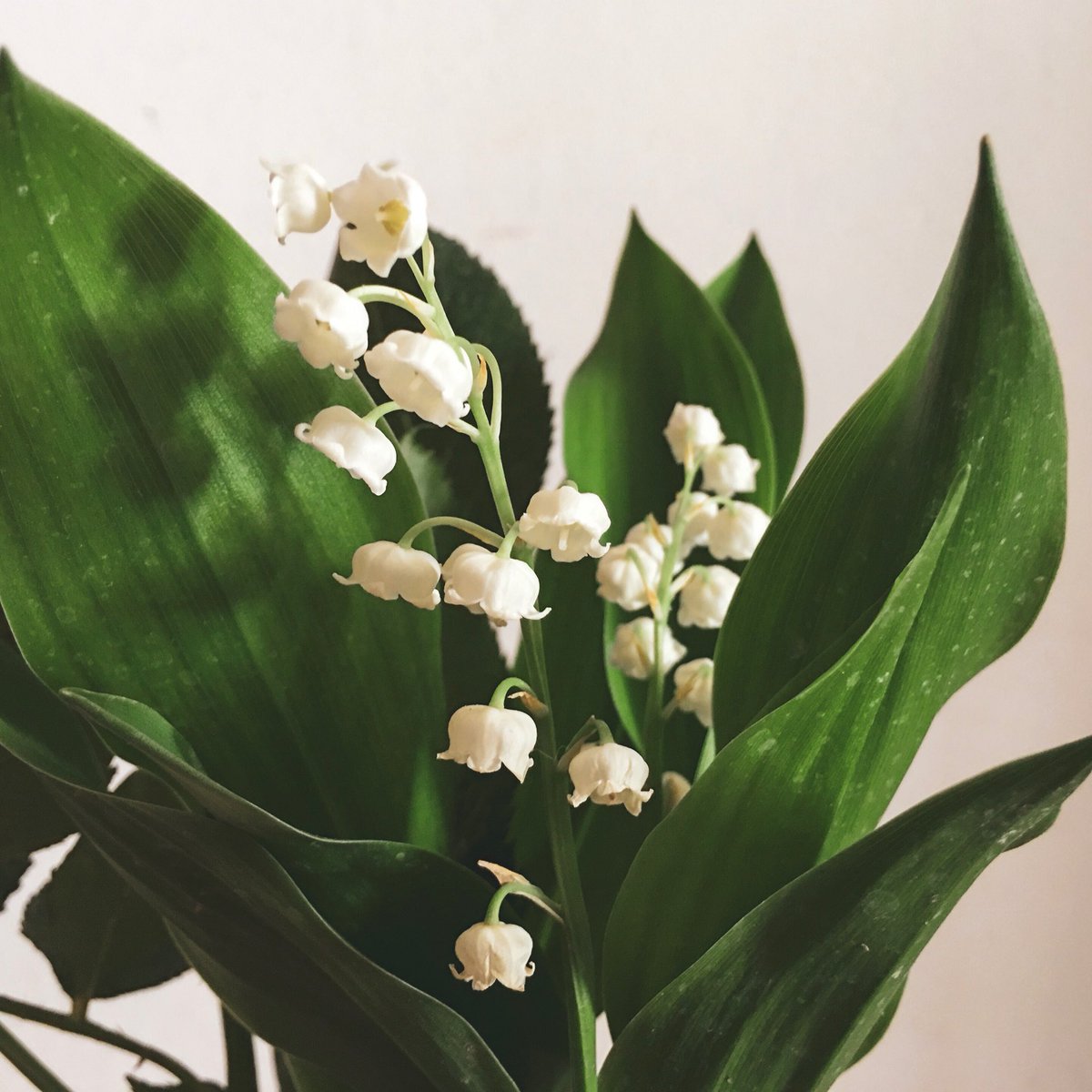 midinettes_cie's tweet photo. 🌿 Muguet de Mai 🌿 https://t.co/LbdKN8KJFy
