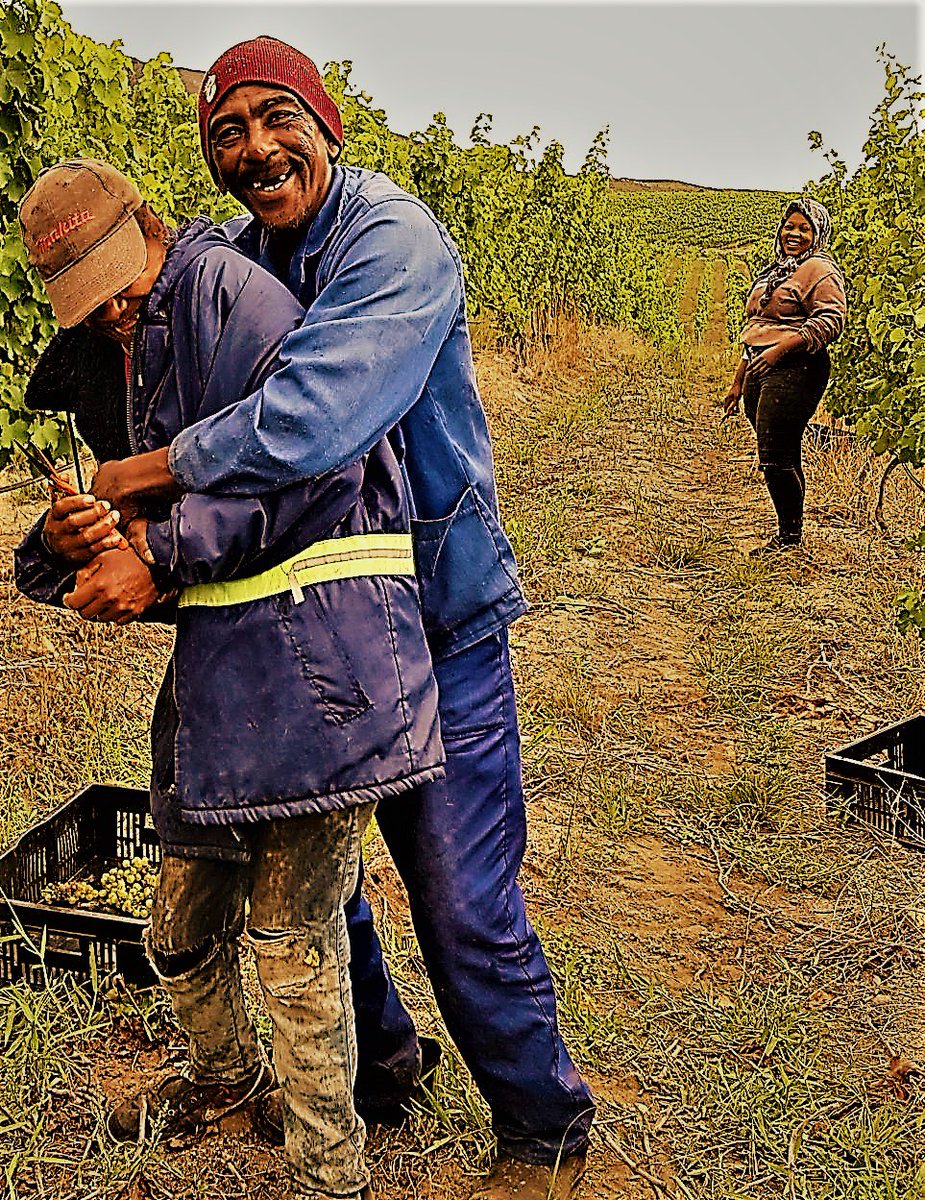 winevillage's tweet photo. Feeling Sheepish? Join the @winevillage team this May for an short introduction as to how you grab a #CabFranc by the wool. @hpf1855 #SwartSkaap on promo this month. #SA_CabFranc #localislekker #WeDoTourism #Sondagskloof https://t.co/CgzWGsRXQc