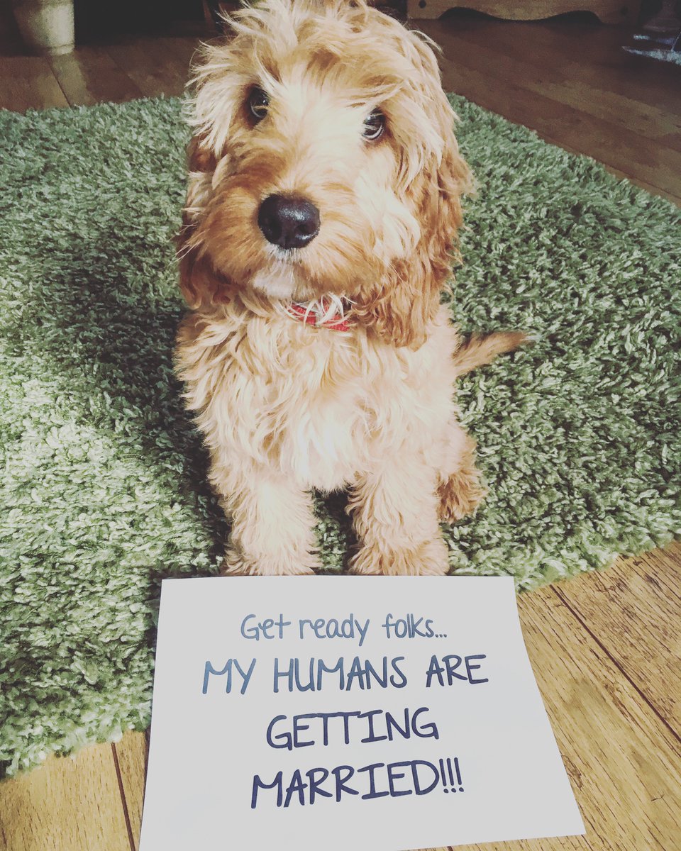 cottage_jasmine's tweet image. Can't believe this was over a week ago!! #gettingengaged is such a wonderful feeling 😍 loved how Mabel informed everyone! 🤣 #wedding #weddingannouncement #cockapoo #engagement