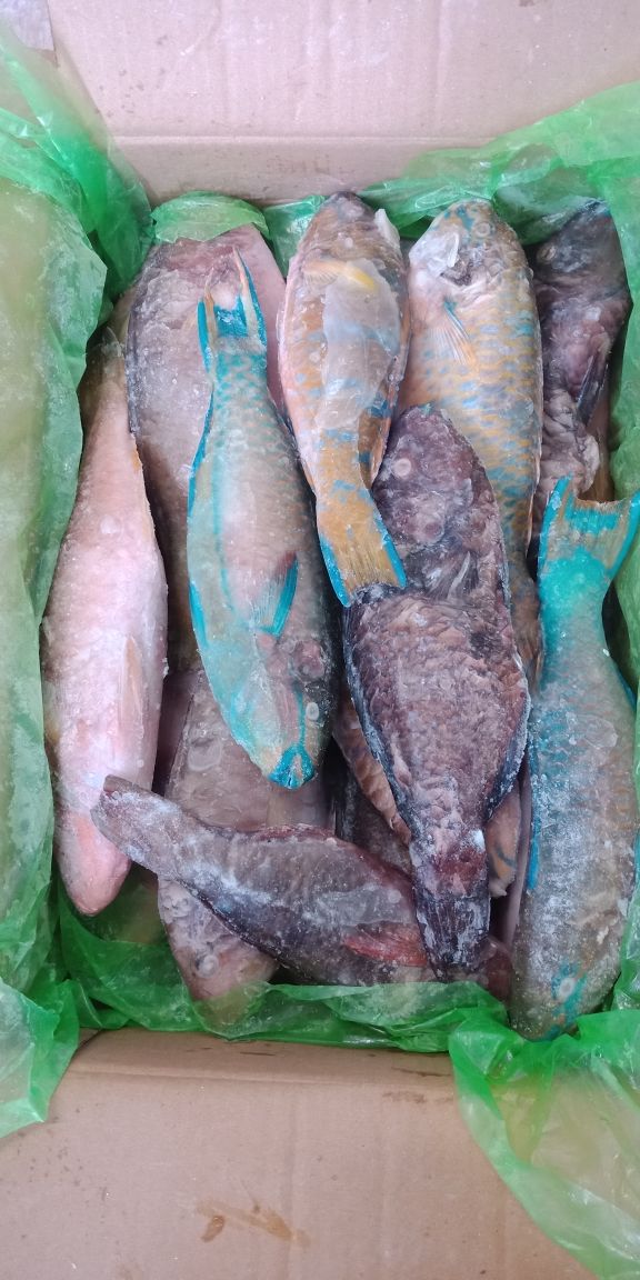 WilkerBenoa's tweet photo. 01/05 #OneHealthKIPM
Pengawasan Stuffing Domestik Keluar di Pelabuhan Benoa. PT. Intimas Surya Komoditi : Frozen Tetelan Tuna, Frozen Marlin, Frozen Kakak Tua 1 Thermoking 🚛 Tujuan Muara Baru-Jakarta Utara (17132.2kgm)  by @bkipmdenpasar @wilkerbenoa @HumasBKIPM @rinajanwar2201. https://t.co/Pban9VhD16