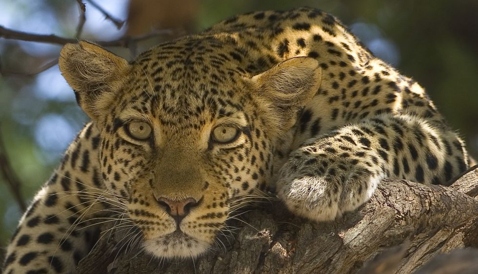 Tribes Travel recently helped travel writer, Nigel Tidsall with his trip to Botswana. #Botswana #travel bit.ly/2w2QhCf