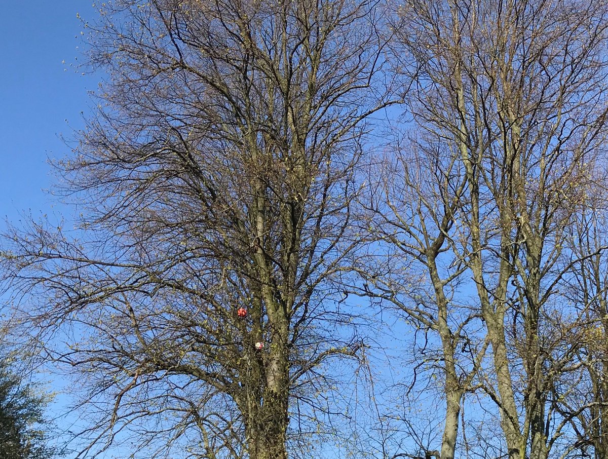 chrisjames_78's tweet photo. It was just over a week ago that this orange football appeared, trapped in a tree in #GosforthCentralPark ...now it’s been joined by a friend #Stuck #FootballWatch #Day8 https://t.co/NDoUSwMBHF
