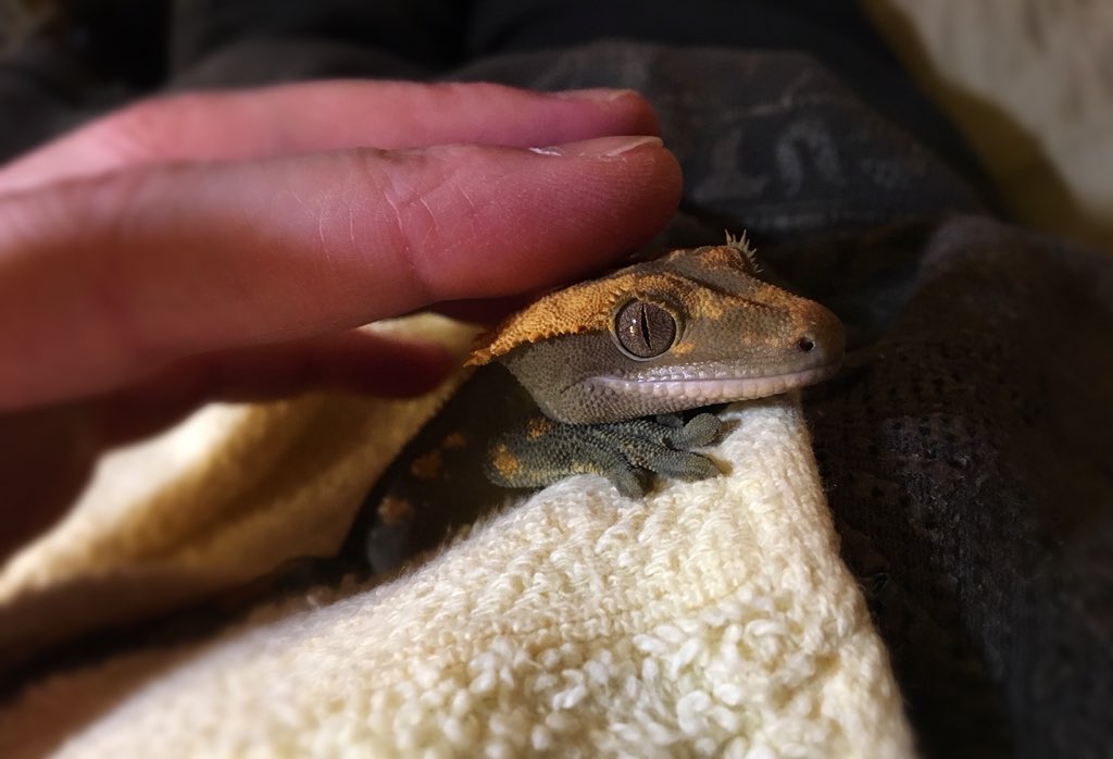 CreatureDesigns's tweet photo. Gizmo enjoying a massage lol #CrestedGecko #Lizardpets https://t.co/4xTN87zHZY