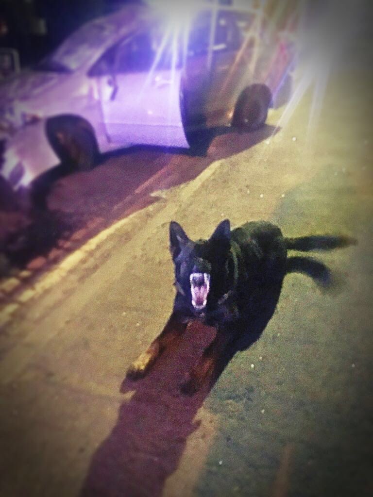 Last night PD Griff deployed to a crashed vehicle in @TVP_Aylesbury and driver seen leaving the scene 🐾 driver tracked by Griff some distance away & arrested for excess alcohol #DrinkOrDrive #TheNoseKnows (AM)