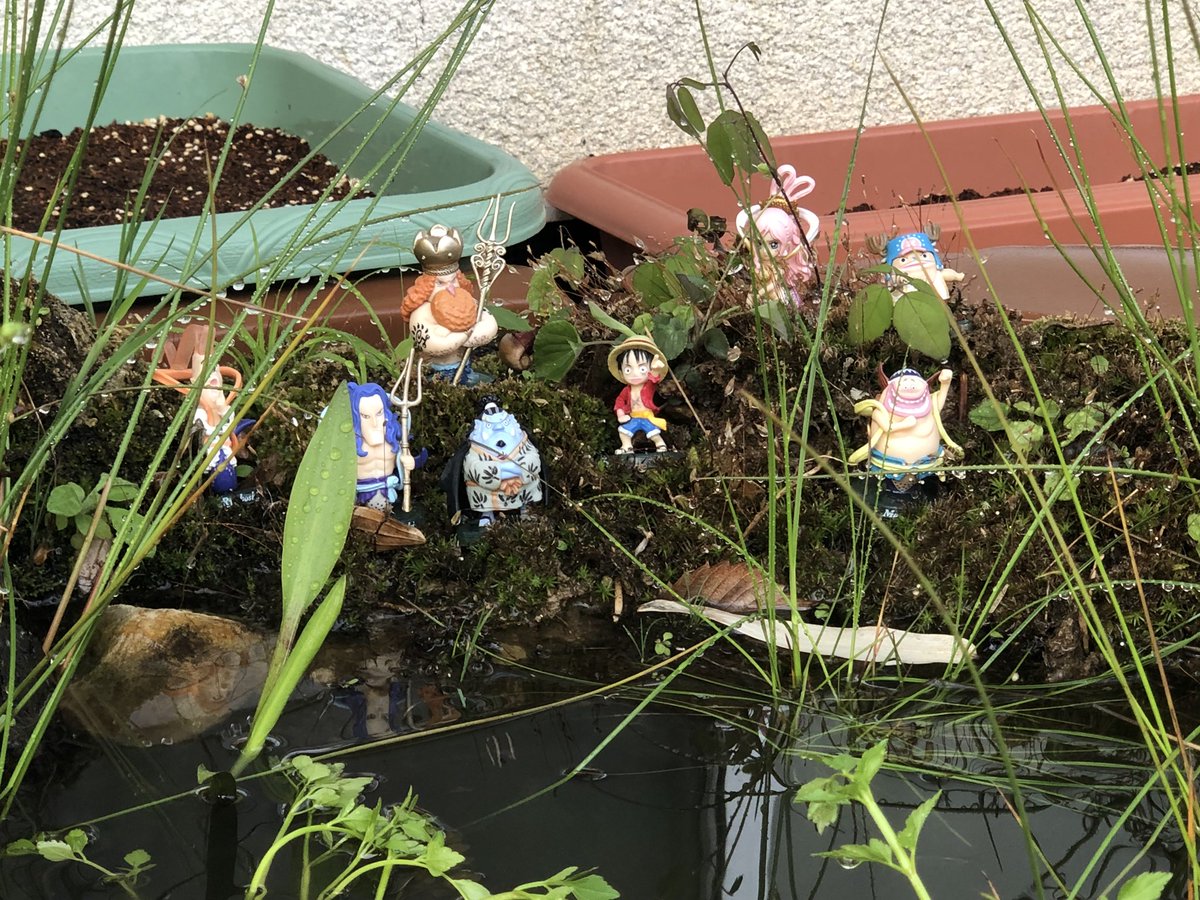 関口英樹 関口家の春はアオミドロとの戦いの始まりです ビオトープ 箱庭 テラリウム メダカ えび 水草 苔 昆虫 水中 生物 フィギュア 趣味 Filmphotography T Co Mmki5tq4jv T Co Na13wcyypz T Co Rs8gefjlla