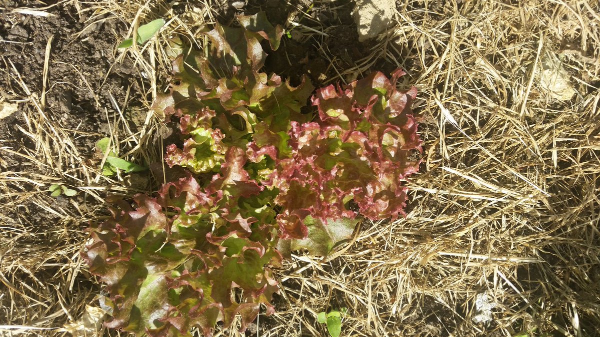 SabinaGril1's tweet photo. #currently #garden #update
Lettuce
#gardening #vegetablegarden #zelenjava #lettuce #GrowItYourself https://t.co/H5MHLGCOaa
