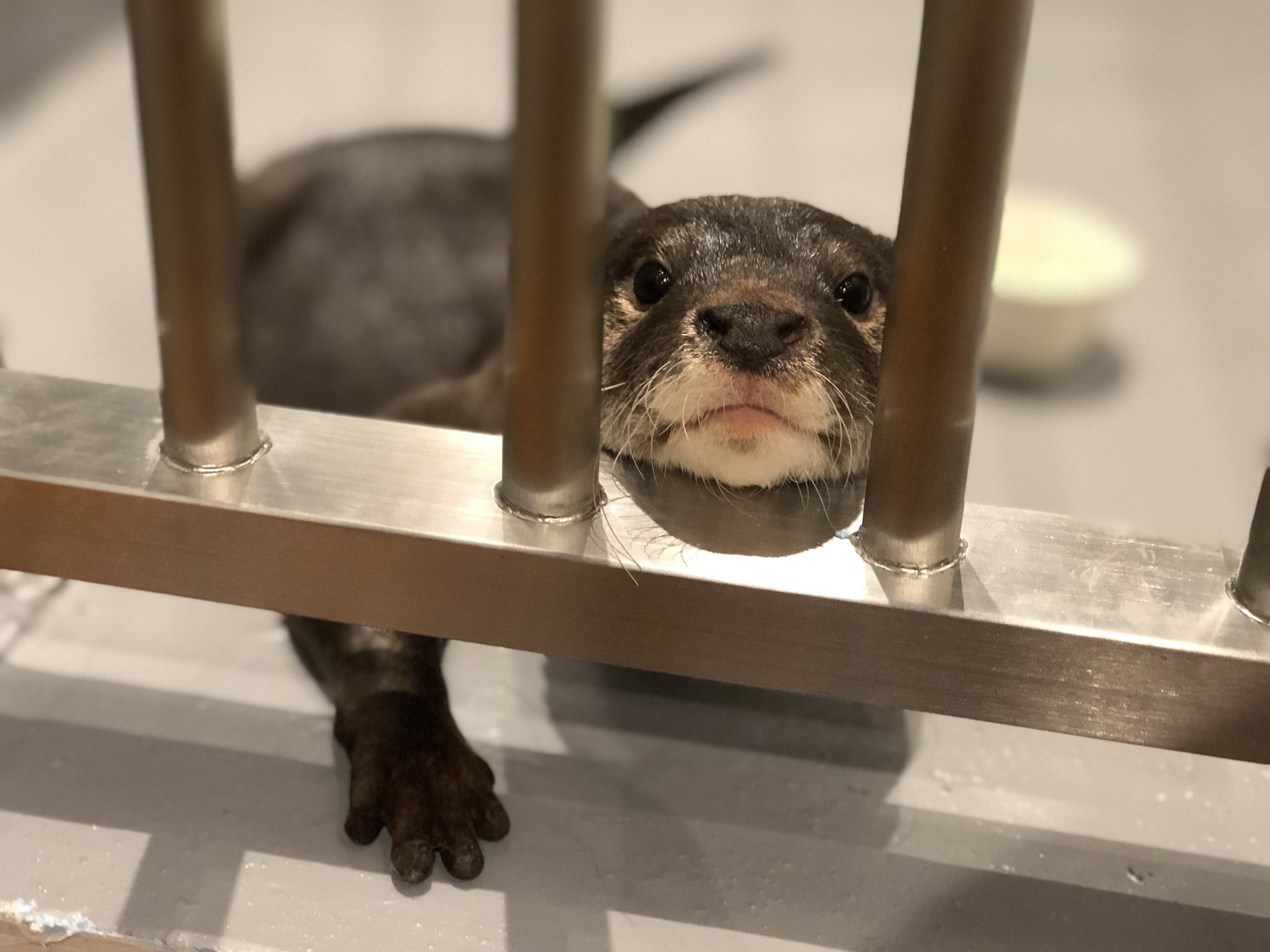 うさぎパラダイス בטוויטר 2号店が間も無く新宿に登場します 次のうさぎカフェには なんとコツメカワウソが出迎えてくれるんです うさぎカフェ カワウソ 新宿 開店 うさぎパラダイス בטוויטר 2号店が間も無く新宿に登場します 次のうさぎカフェには なんとコツメカワウソが出迎えてくれるんです うさぎカフェ カワウソ 新宿 開店