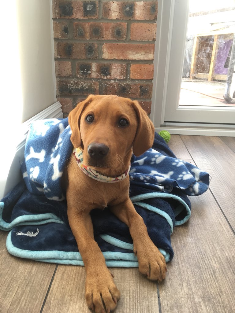 Outwardbhounds's tweet photo. Popped in to sample some of the @GingerBakers finest yesterday.. 😍 Then off for Bodie’s first water crossing 🐾🛶 #lovethelakes #exploremore https://t.co/SWfXbnHEiT