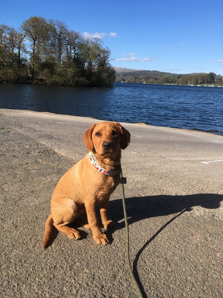Outwardbhounds's tweet photo. Popped in to sample some of the @GingerBakers finest yesterday.. 😍 Then off for Bodie’s first water crossing 🐾🛶 #lovethelakes #exploremore https://t.co/SWfXbnHEiT