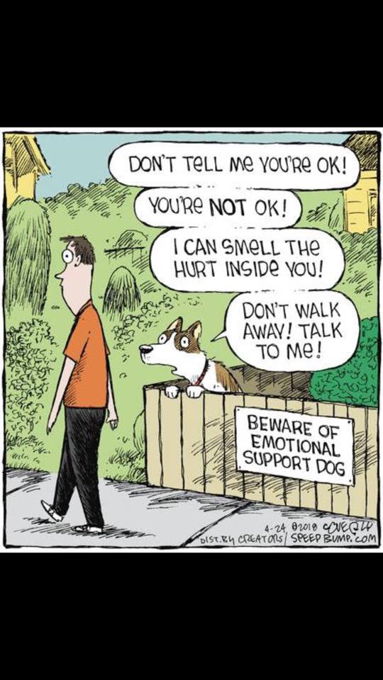 Mensmovementcom's tweet image. Beware of the emotional #supportdog