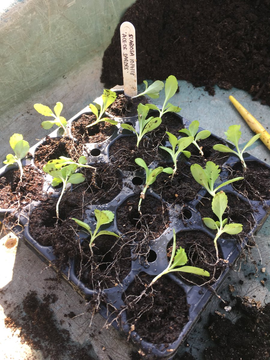 CottageGarSch's tweet photo. Pricking out scabious this morning. An excellent cut flower, &amp; great gap filler for sunny borders #britishflowers #cutflowers https://t.co/IsA7lZFOjk