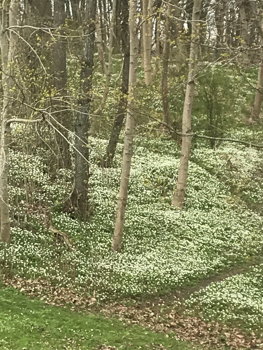 Folkelind's tweet photo. Naturen, vilken lycka! #valborg #ute #vitsippor #naturen #skönhet #underverk #våren #gratis #gåva https://t.co/NWIM6Dh4BW