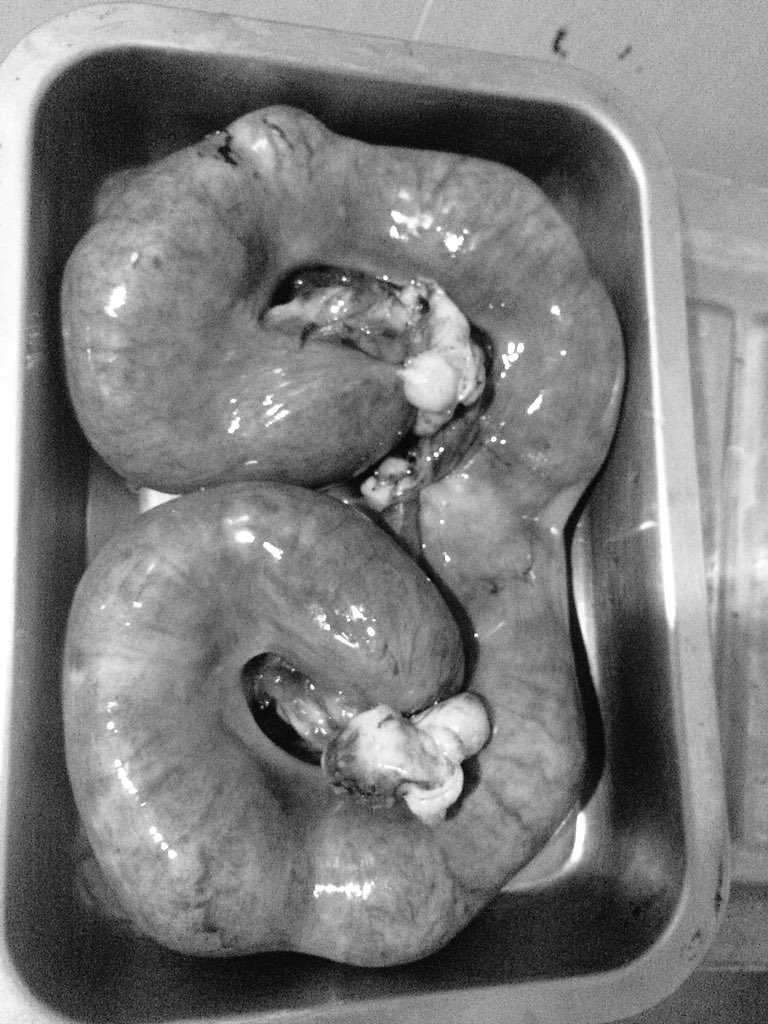 Pyometra case. #vetslife