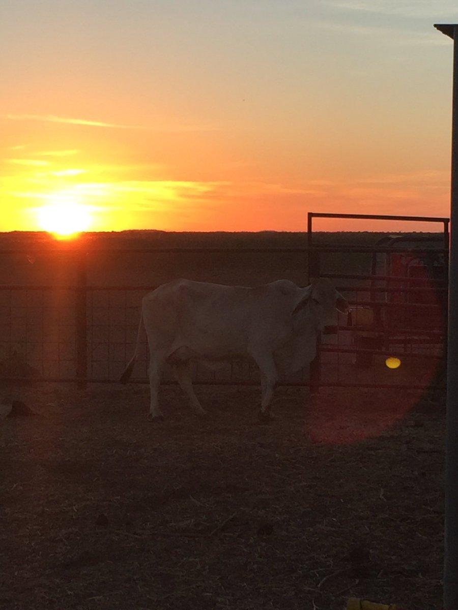 cowvet_mike's tweet photo. As the sun breaks, the work begins #brahmanAtDawn #Muster2018 #NT #CowVet https://t.co/KavZt4YUFj