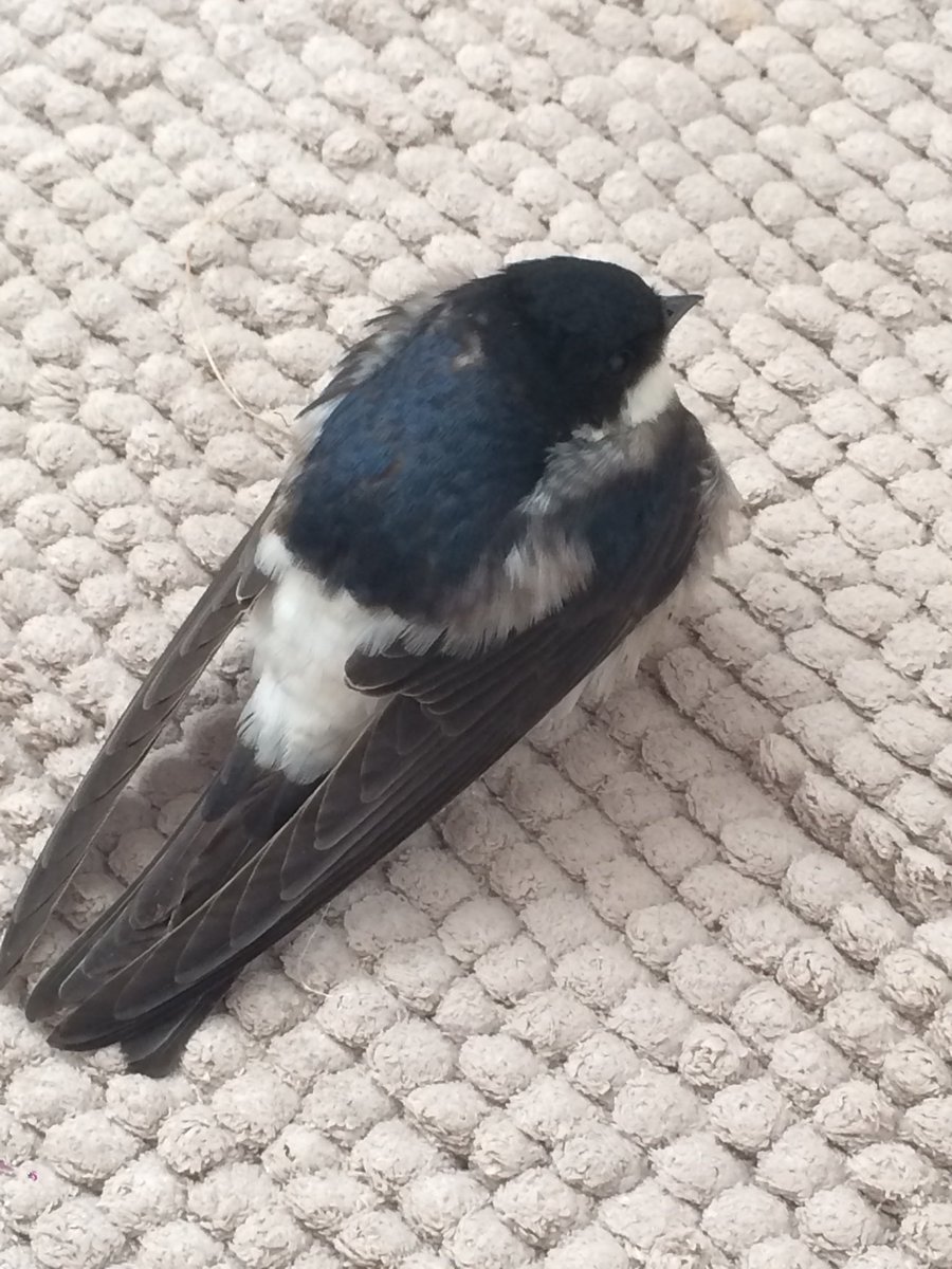 Danny Chesterman tweet media