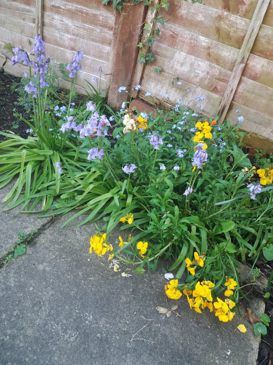 EmmaJanesLife's tweet photo. #Garden #WildFlowerBorder π https://t.co/wKQKGFhNqH