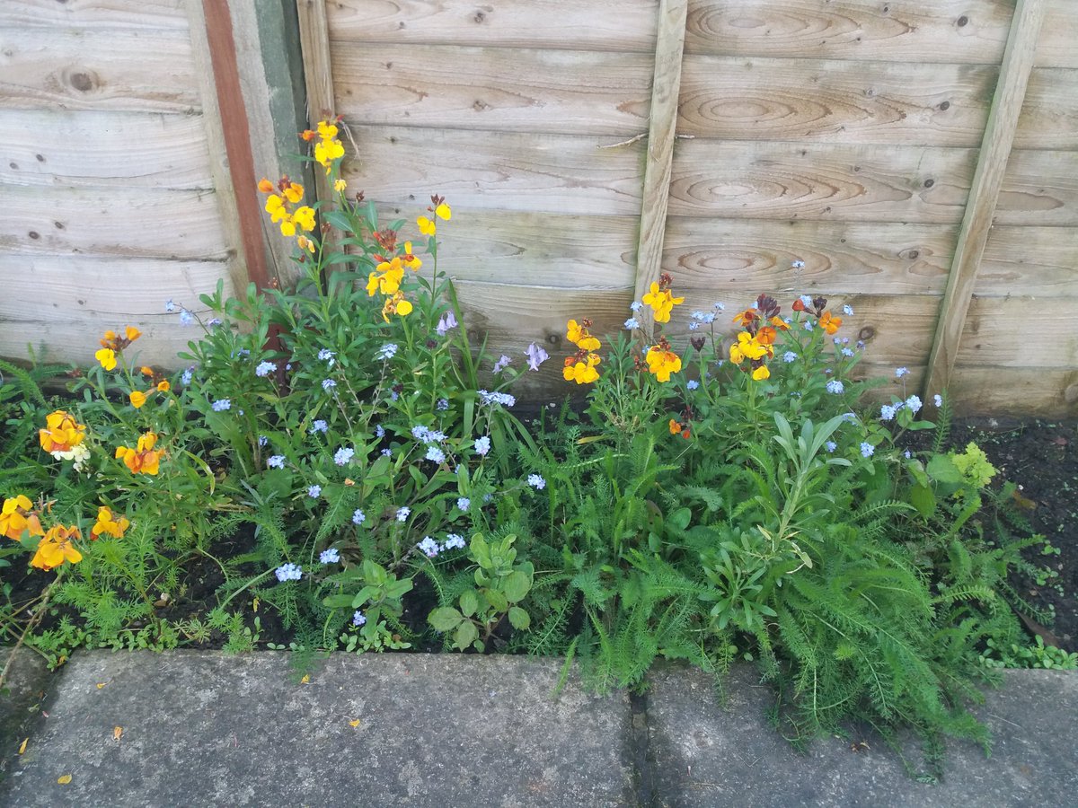 EmmaJanesLife's tweet photo. #Garden #WildFlowerBorder π https://t.co/wKQKGFhNqH