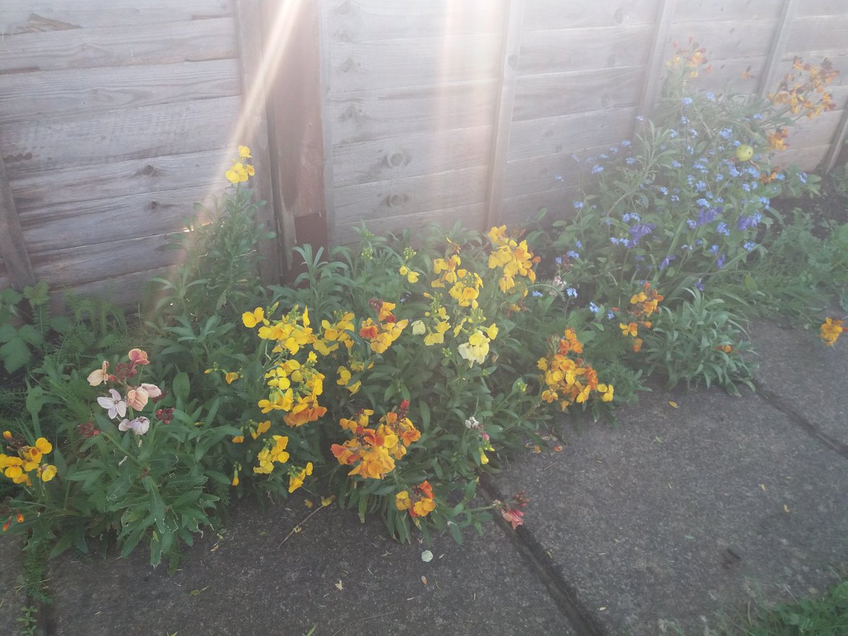 EmmaJanesLife's tweet photo. #Garden #WildFlowerBorder π https://t.co/wKQKGFhNqH