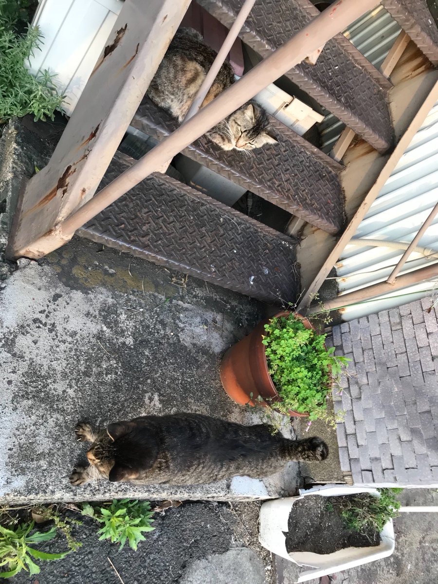 駅に向かう途中で遭遇したW野良ネコに、駅から帰る途中でも遭遇した

ずっとそこに一緒にいたの? 